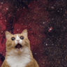 Purrfect
