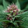 Profigrow