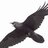 voronraven