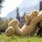 TEDDY_BEAR